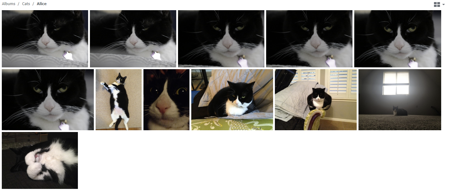 A gallery of images of my cat