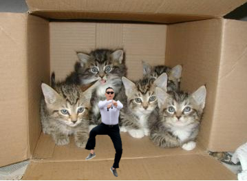 a terrible photoshop of Psy in a cardboard box with some kittens